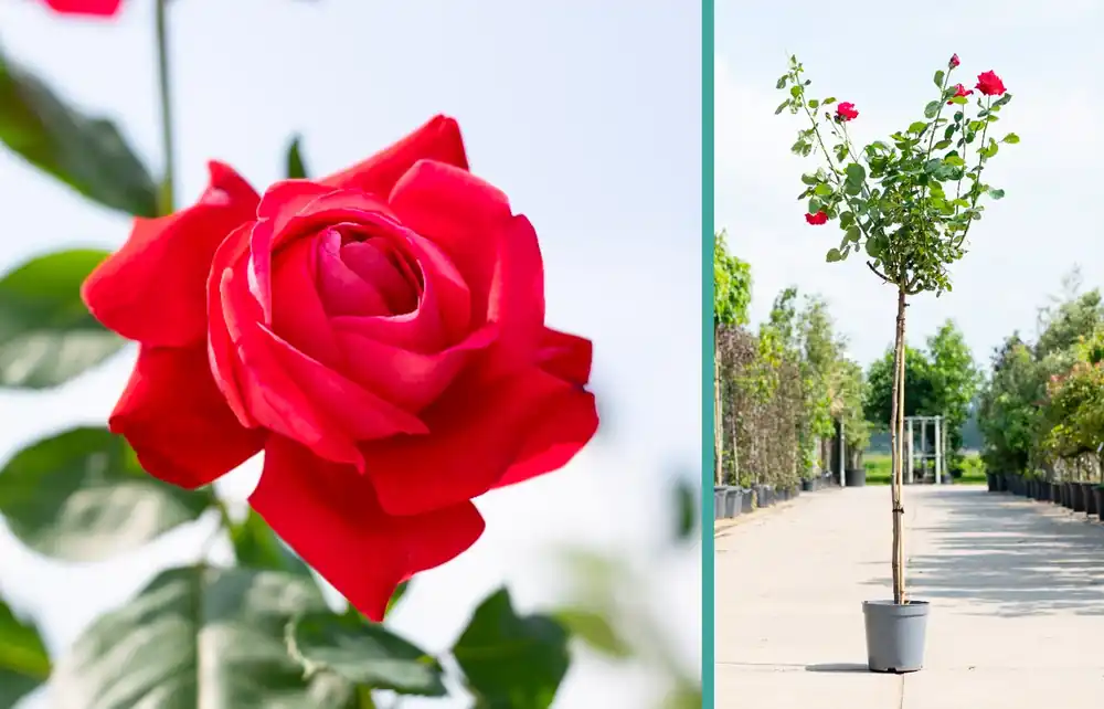 Scherpe prijs | Rosa ‘Dame de Coeur‘ op stam