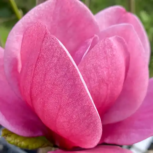 Prijsverlaging - Magnolia Watermelon