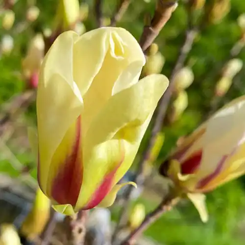 Nieuwe release | Magnolia Sunrise
