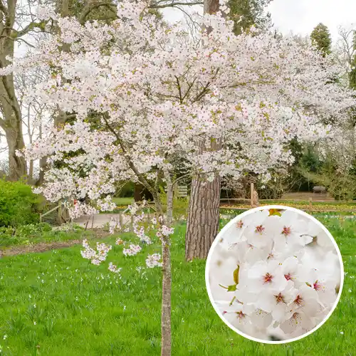 Bespaar nu | Prunus The Bride 120cm stam