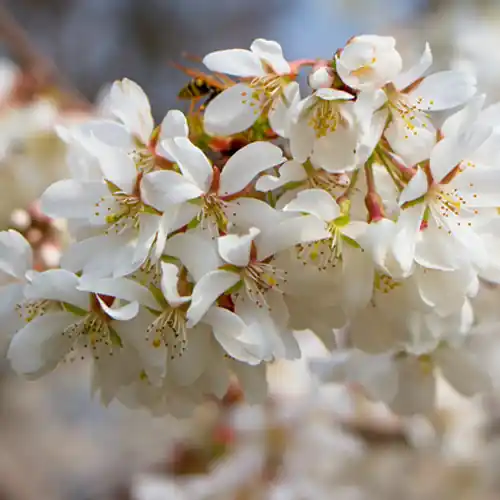 Makkelijk bestellen | Prunus yedoensis Ivensii