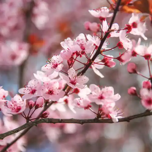 Actie loopt bijna af | Prunus persicoides Spring Glow