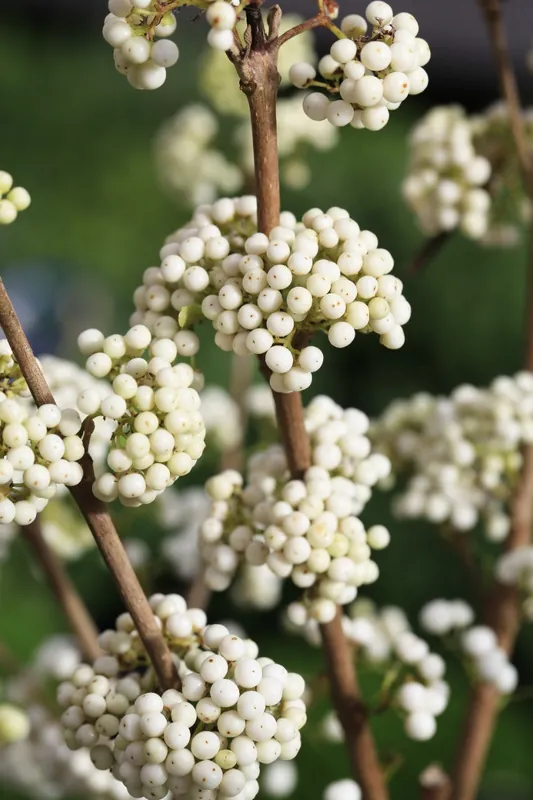 Sale - Callicarpa Magical Snowqueen