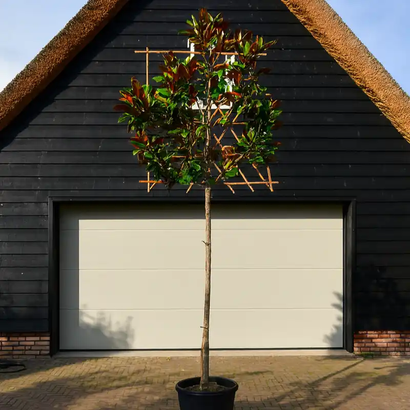 Lei Magnolia grandiflora 8-10 1.80 | Op = op