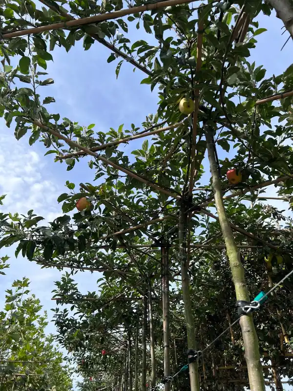Topkwaliteit - Dak Appel ‘Ecolette‘