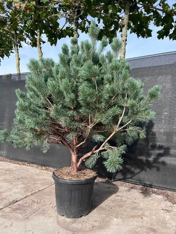 Pinus sylvestris ‘Watereri’ Meerstammig | Vanaf nu beschikbaar