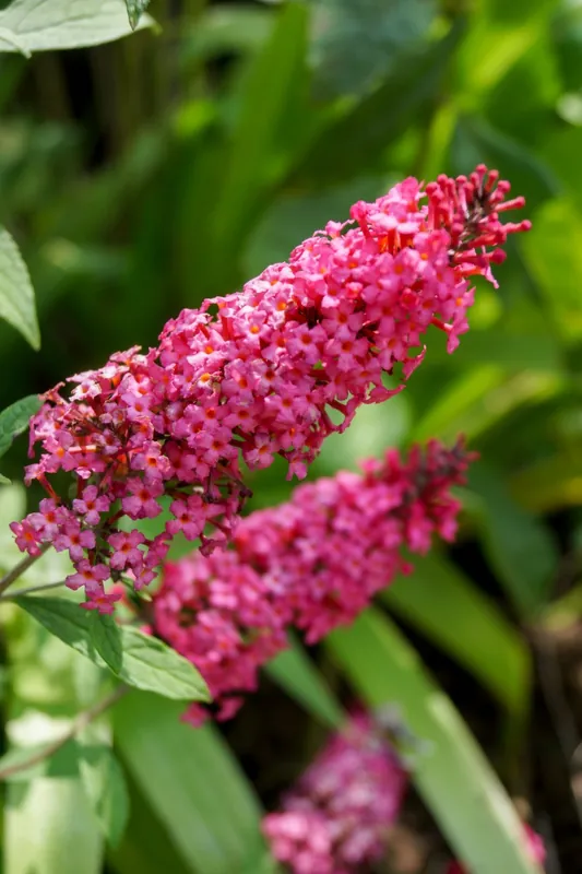 Vlinderstruik ‘Prince Charming’ - Expreslevering