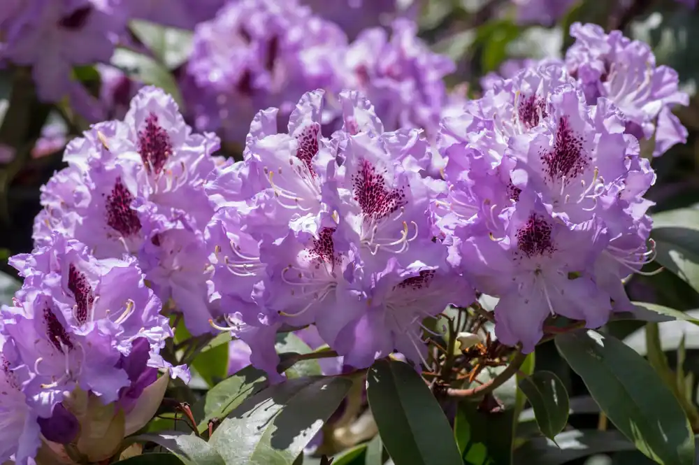 Rhododendron ‘Blue Peter’ 30-40cm | Lage prijs