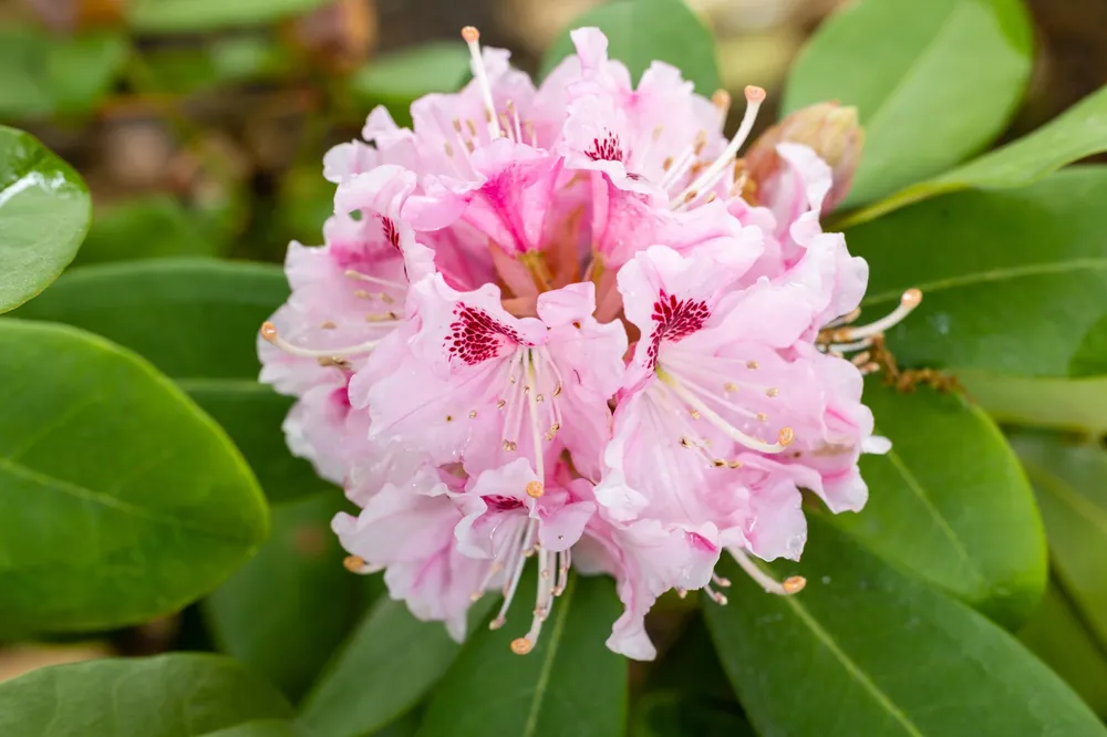 Flitsaanbieding - Rhododendron ‘Albert Schweitzer’ 30-40cm