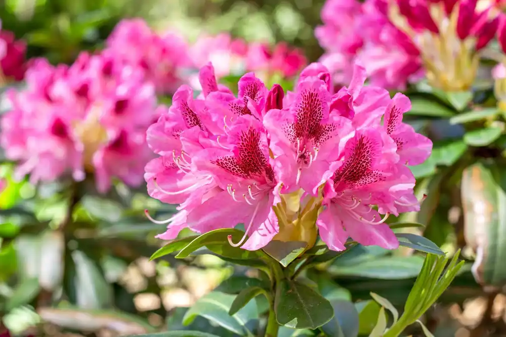 Bestel nu - Rhododendron ‘Cosmopolitan‘ 30-40cm