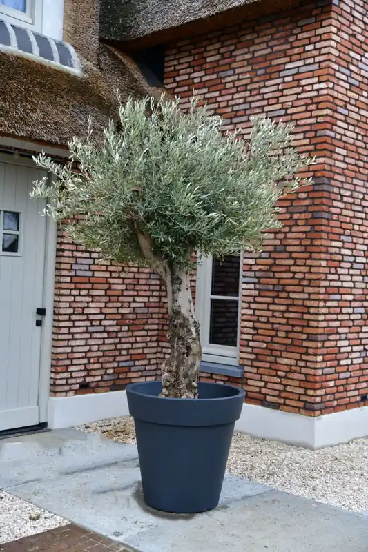 Meest verkocht - Olijfboom Bonsai ‘San Francisco’