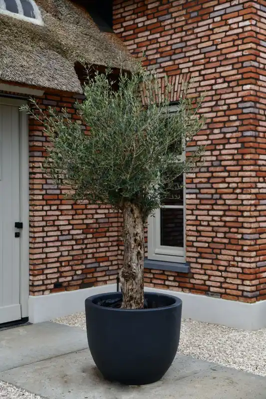 Olijfboom Bonsai ‘New Jersey’ L | Bestseller