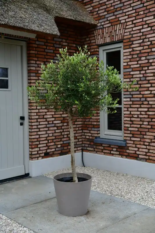 Voeg toe aan winkelwagen - Olijfboom Bonsai ‘New Jersey’ M