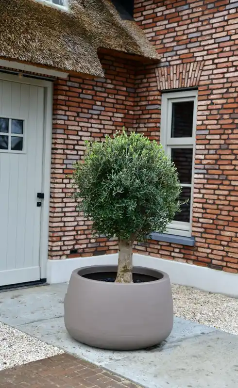 Klantfavoriet | Olijfboom Bonsai ‘Florida’ in schaal