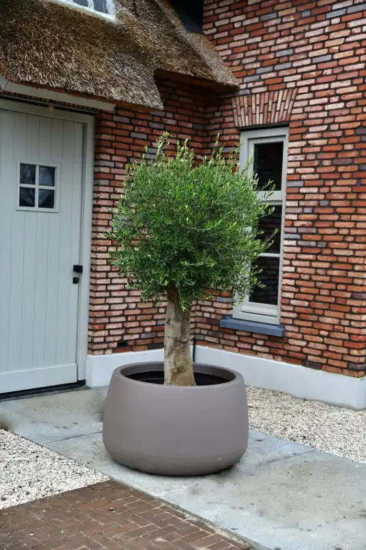 Actie loopt bijna af | Olijfboom Bonsai ‘Young Skin’ in schaal