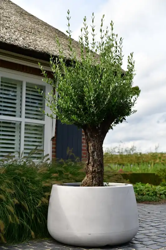 Actieprijs | Plantenbak Koert 95 Greystone