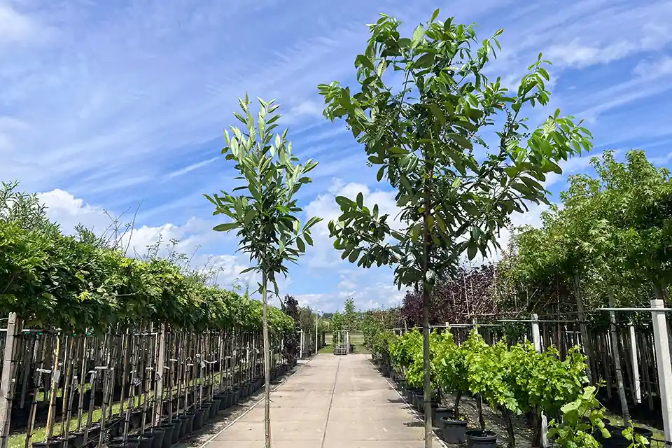 Laurierboom ‘Caucasica’ | Extra voordeel