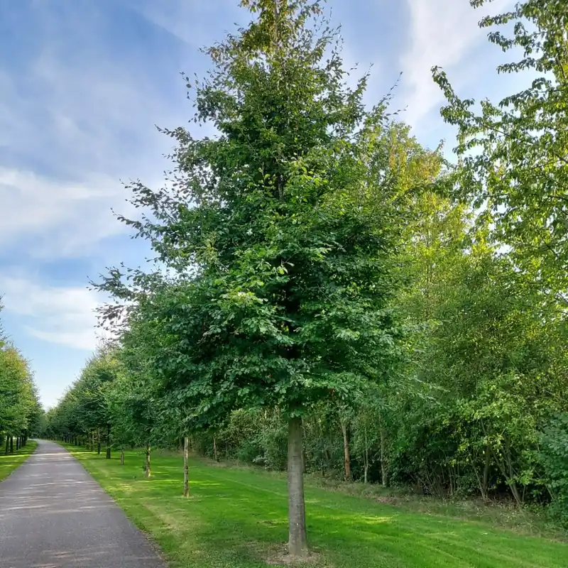 Laatste dagen - Groene Beukenboom