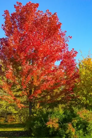 Acer Freemanii ‘Autumn Blaze’ | Mis het niet
