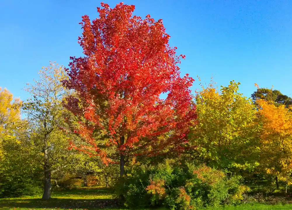 Acer Freemanii ‘Autumn Blaze’ | Mis het niet