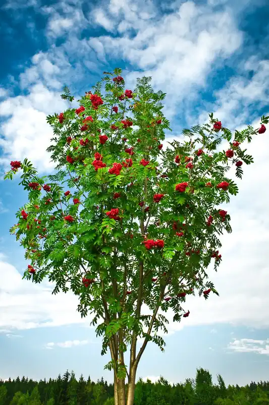 Goed beoordeeld - Lijsterbes ‘Edulis’