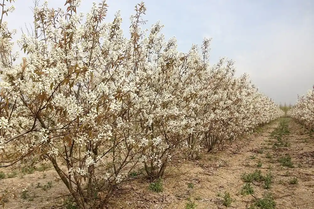 Gratis retourneren | Amelanchier Lamarckii haagplant