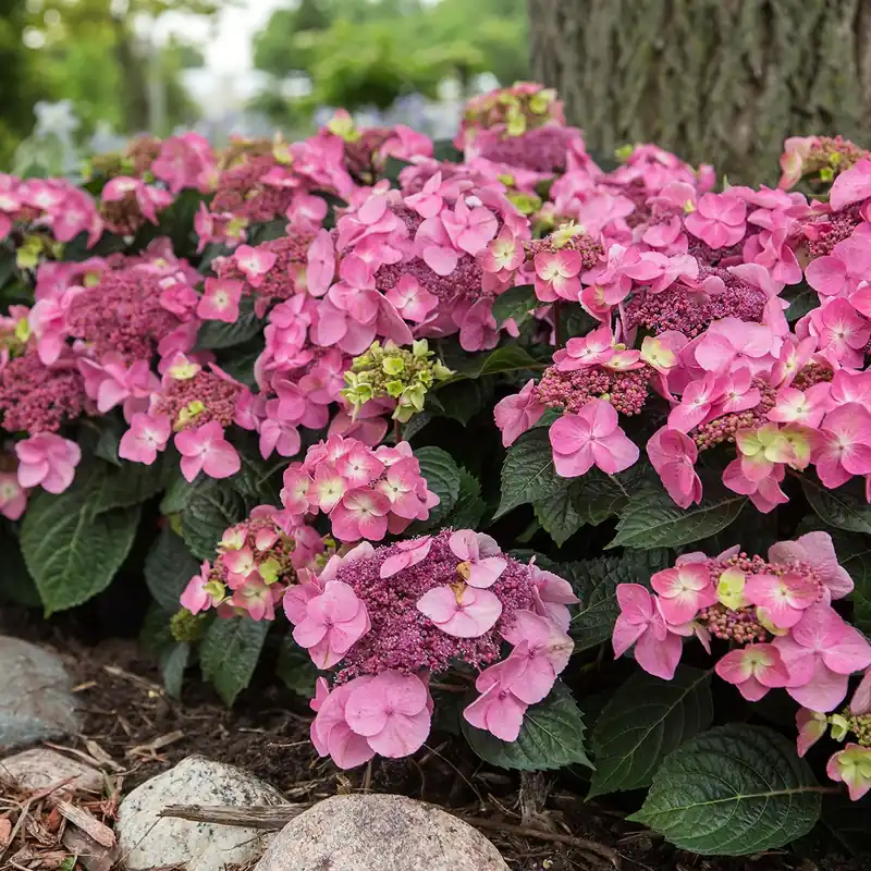 Hortensia Endless Summer Pop Star Roze | Vanaf nu beschikbaar
