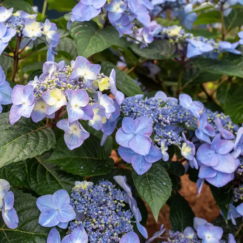 Nieuw binnengekomen | Hortensia Endless Summer Pop Star Blauw