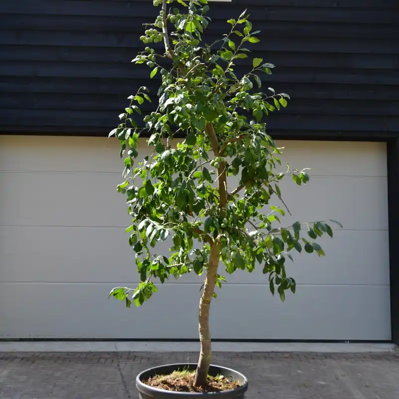 Oude pruimenboom ‘Reine Victoria’ | Nieuw in de shop