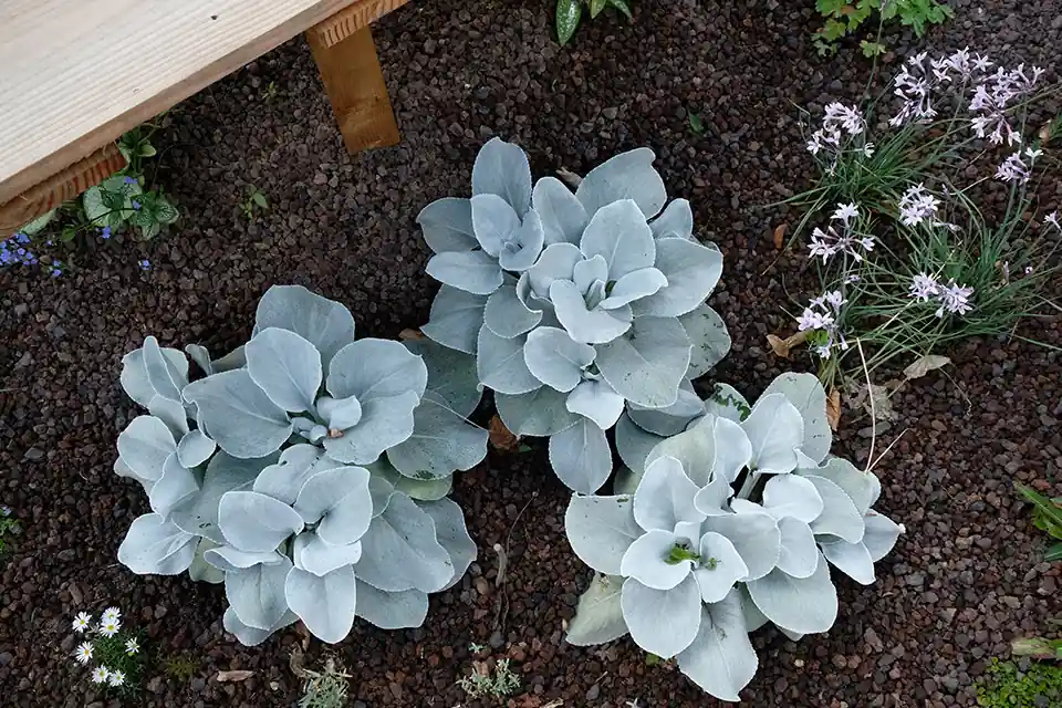 Direct bestellen | Senecio candidans ‘Angel Wings’