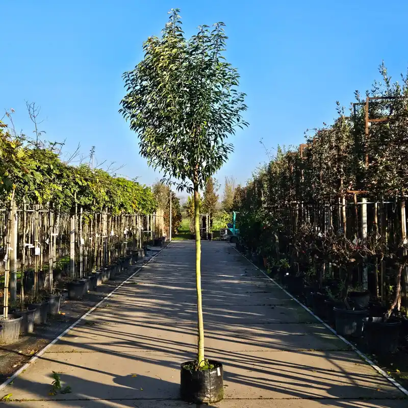 Portugese Laurierboom 10-12 | Professionele kwaliteit