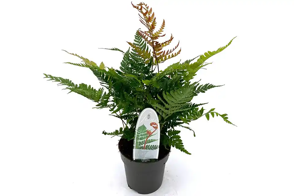 Veel gekozen | Dryopteris erythrosora ‘Brilliance’