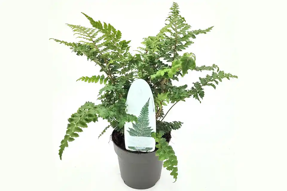Polypodium polyblepharum - Rechtstreeks uit de fabriek