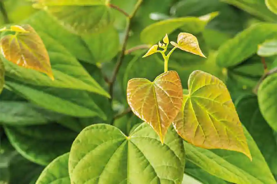 Beperkte voorraad - Cercis canadensis ‘Ace of Hearts’