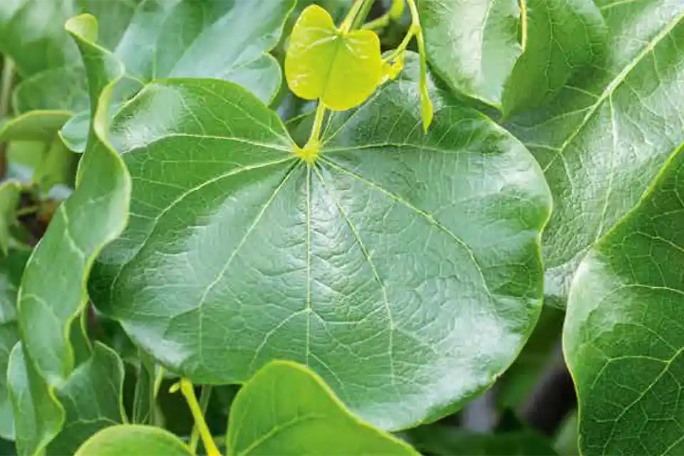 Korting | Cercis canadensis ‘Texas White’