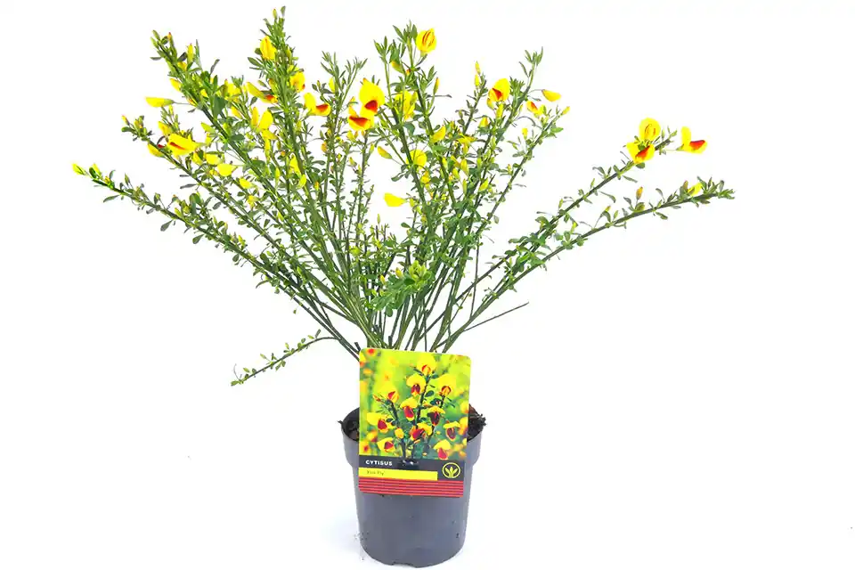 Cytisus ‘Firefly’ - Speciale deal