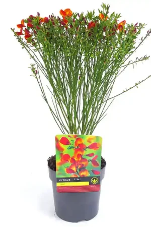 Zolang de voorraad strekt - Cytisus ‘Lena’