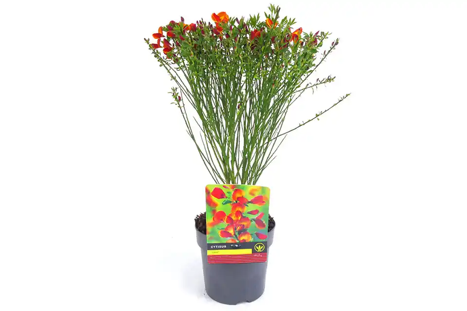 Zolang de voorraad strekt - Cytisus ‘Lena’