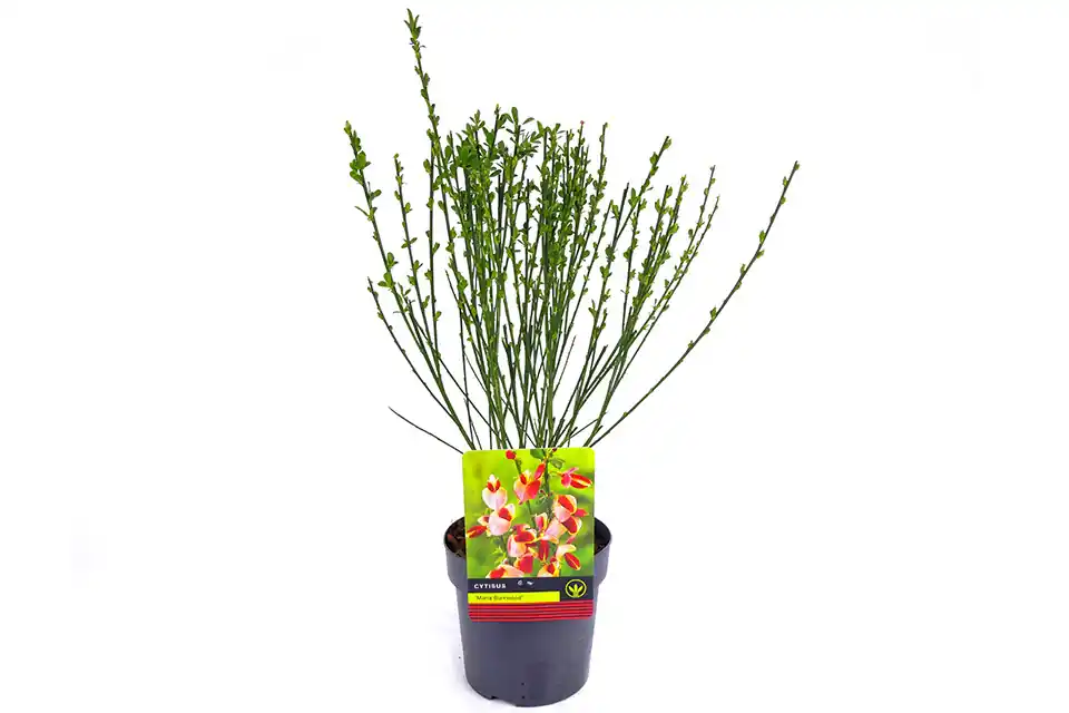 Cytisus ‘Maria Burkwood’ | Zeer goed beoordeeld
