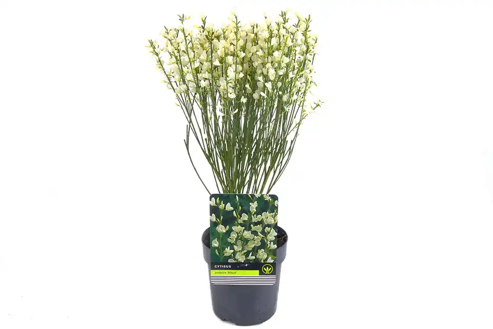 Cytisus ‘Albus’ | Koopje