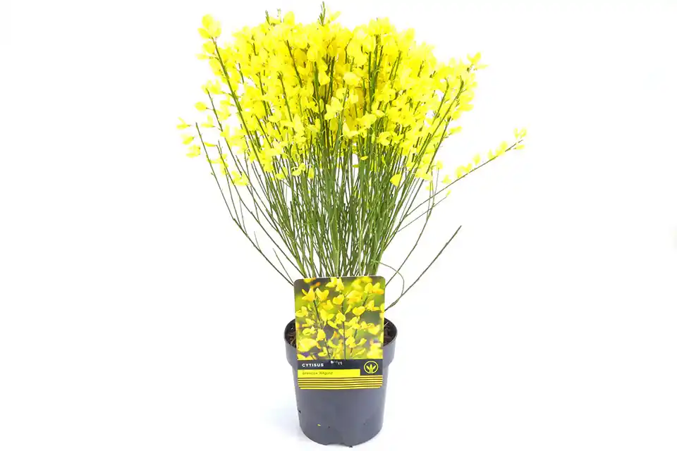 Snelle levering | Cytisus ‘Allgold’