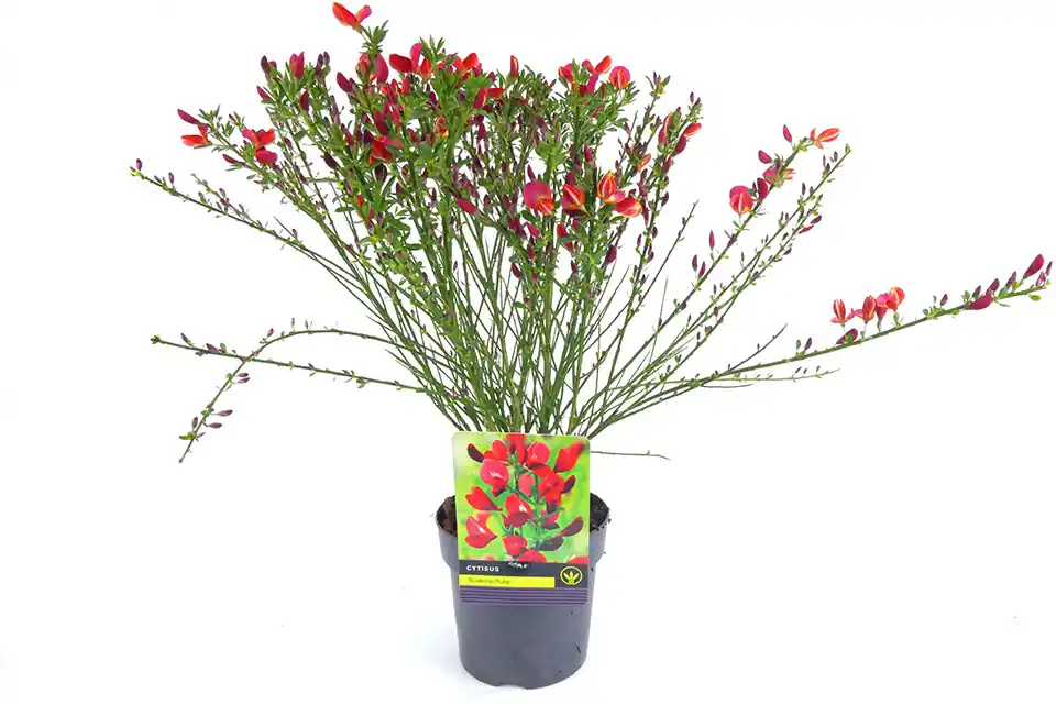 Net binnen | Cytisus ‘Boskoop Ruby‘