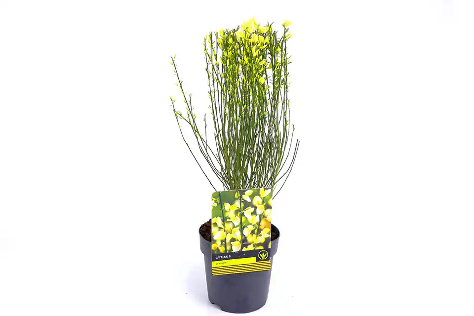 Direct van de fabrikant - Cytisus Praecox