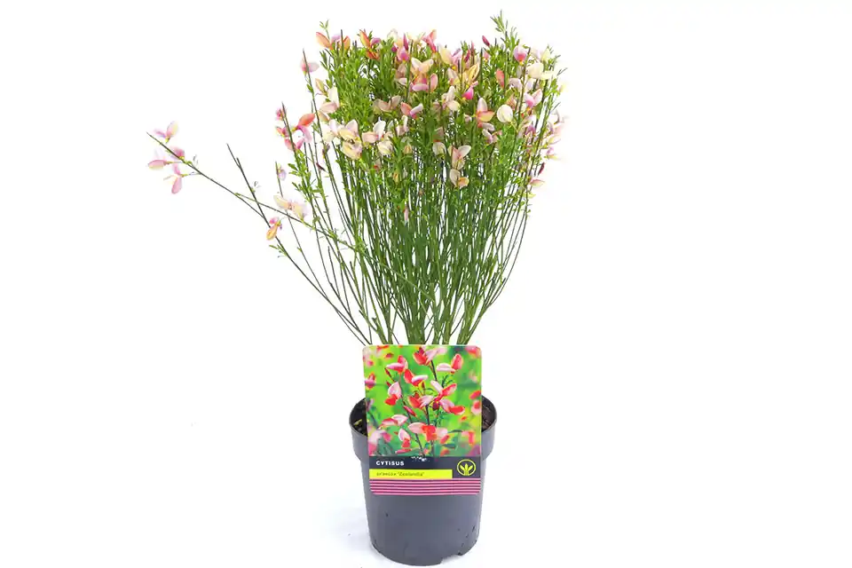 Scherp geprijsd | Cytisus ‘Zeelandia’