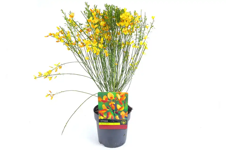 Superprijs | Cytisus praecox ‘Apricot Gem’