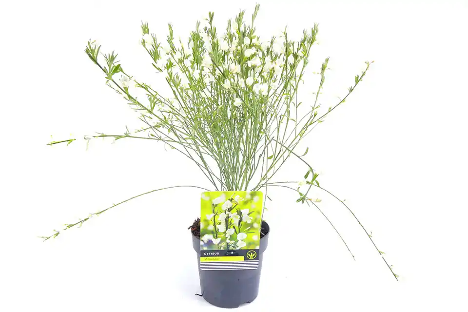 Cytisus ‘White Lion’ - Actieprijs