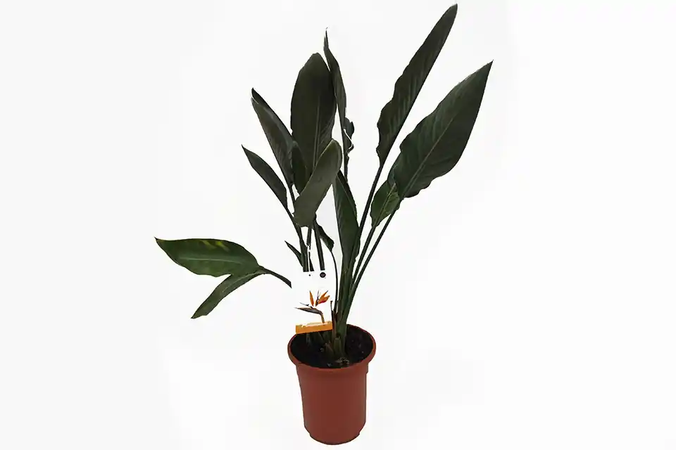 Strelitzia reginae | Profiteer nu