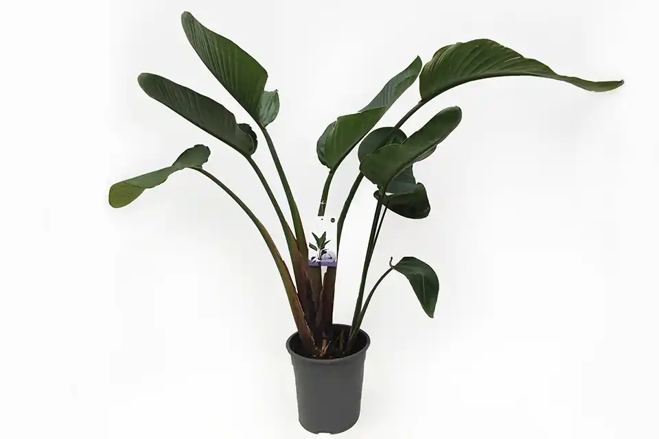 Strelitzia nicolai | Klaar voor verzending