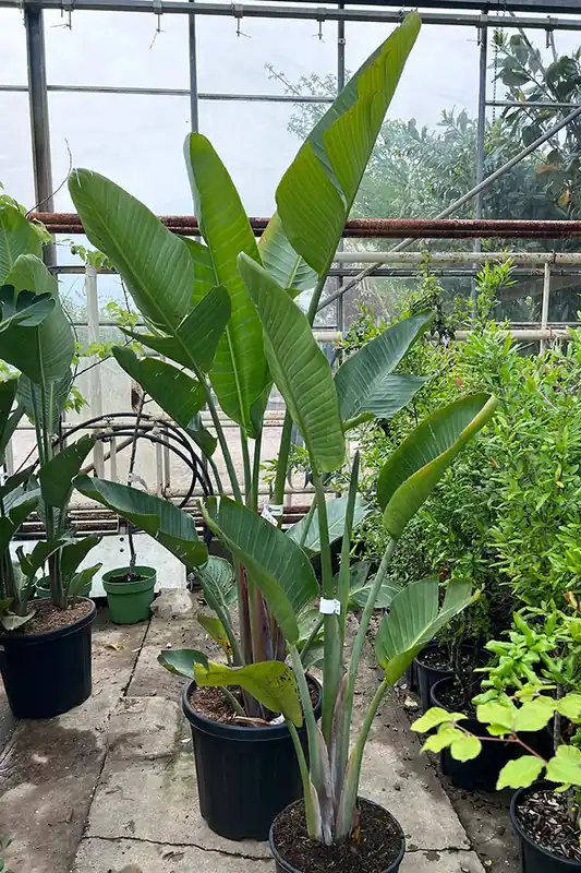 Strelitzia Augusta - Online bestelbaar