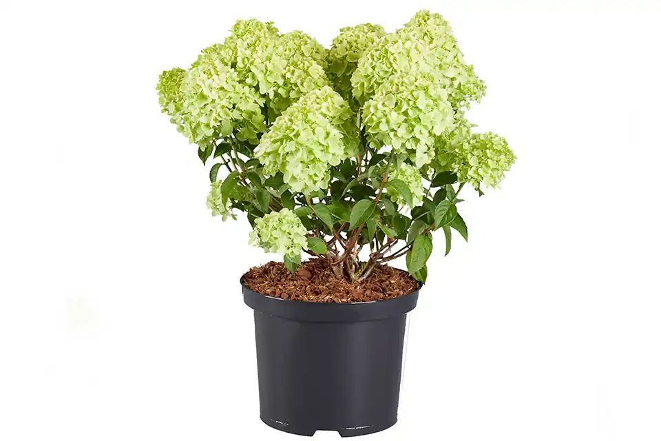 Lage prijs - Hydrangea ‘Petite® Cherry’